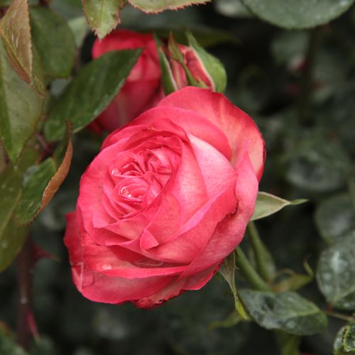 Rosa Antike 89™ - blanco - rojo - Árbol de Rosas Floribunda - rosal de pie alto- froma de corona llorona